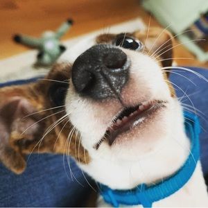 Meet your Posher, Winnie